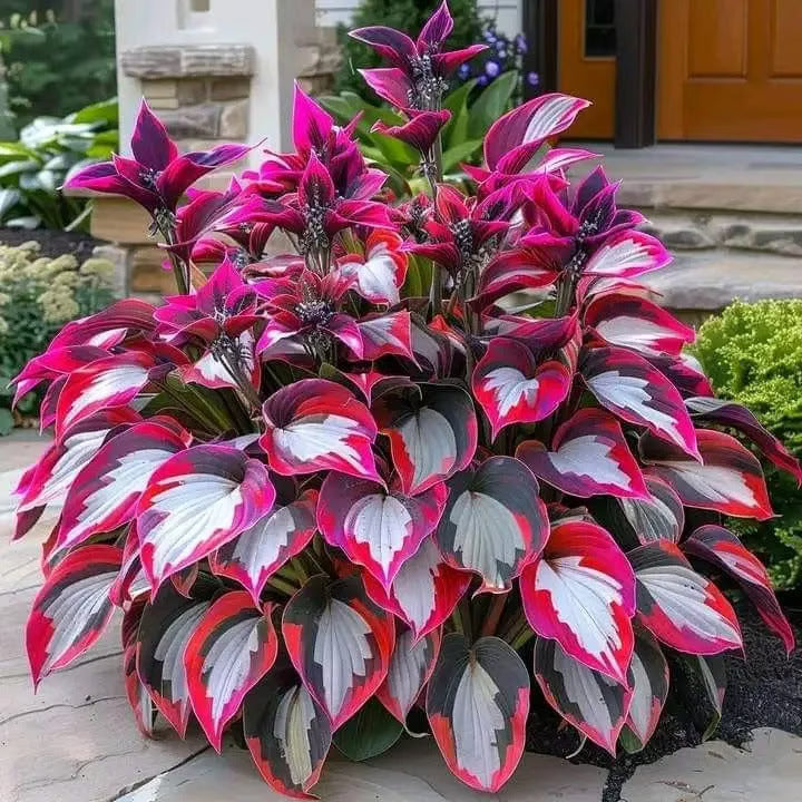 ⏰Last Day Promotion🔥Premium Rare Hosta Seeds🌿Shade-Tolerant Plant