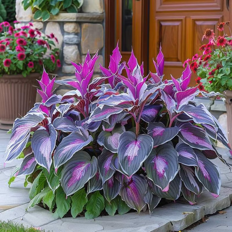 ⏰Last Day Promotion🔥Premium Rare Hosta Seeds🌿Shade-Tolerant Plant