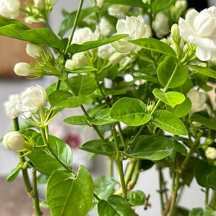 🌿Double Jasmine Seeds