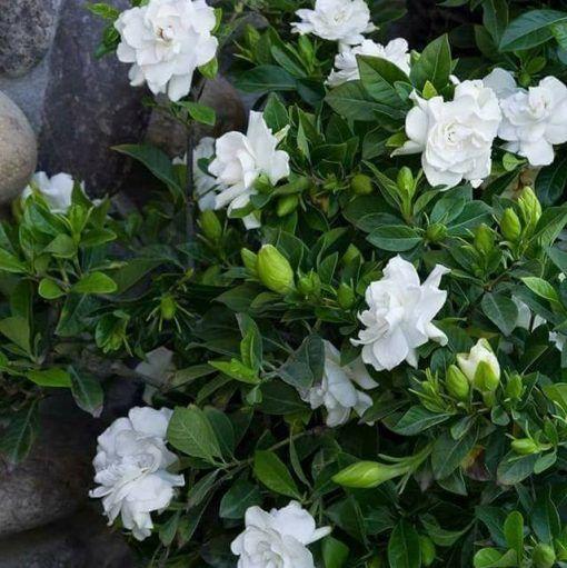 🌿Double Jasmine Seeds